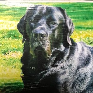 Meet your Posher, Sean